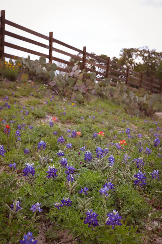 Bluebonnet Wreath Making Class