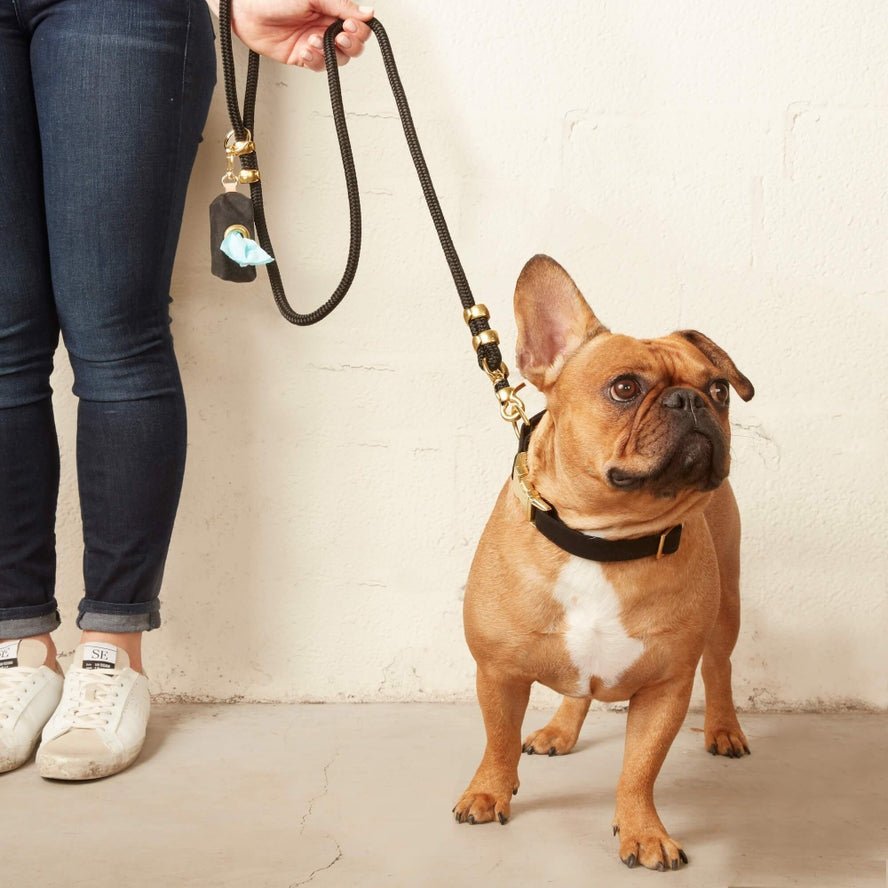 A person holding The Foggy Dog Leash stands next to a brown French bulldog in a black collar, with a waste bag dispenser attached to the leash.