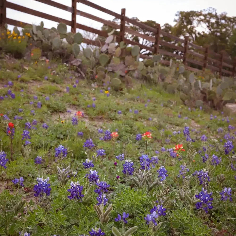 Bluebonnet Wreath Making Class