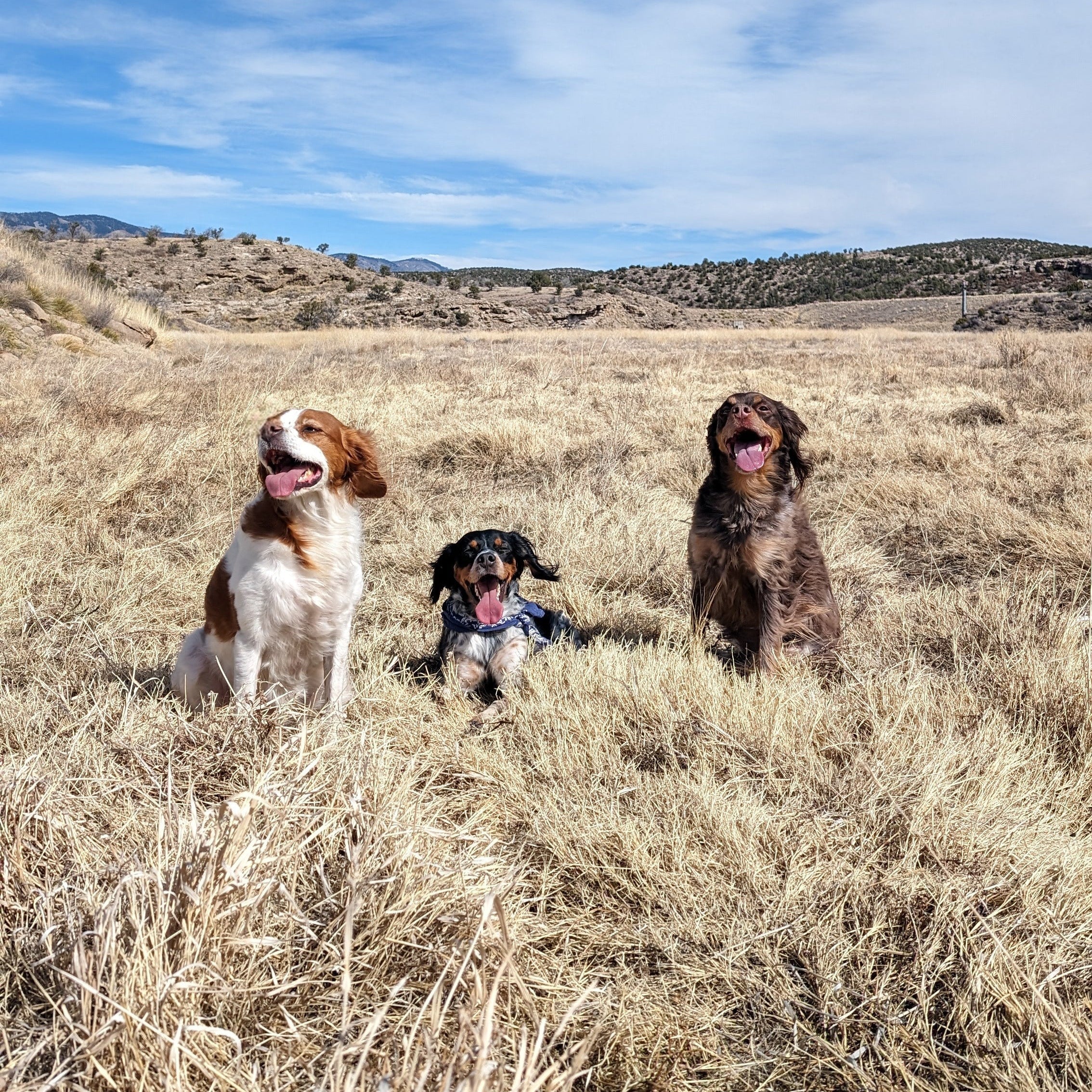 Three bird dogs sitting in a golden field — the spirit of The Upland Social podcast