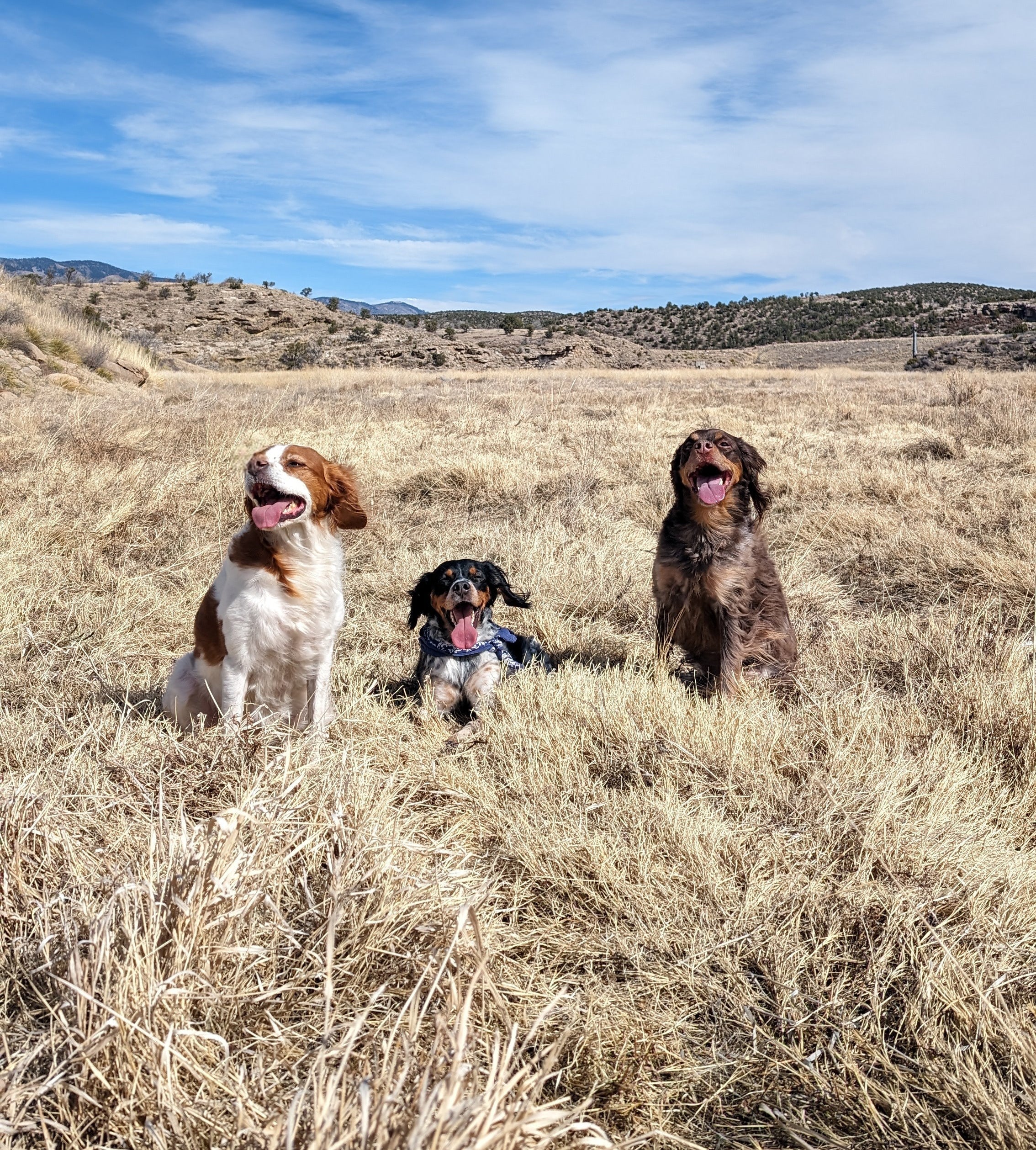 Three bird dogs sitting in a golden field — the spirit of The Upland Social podcast