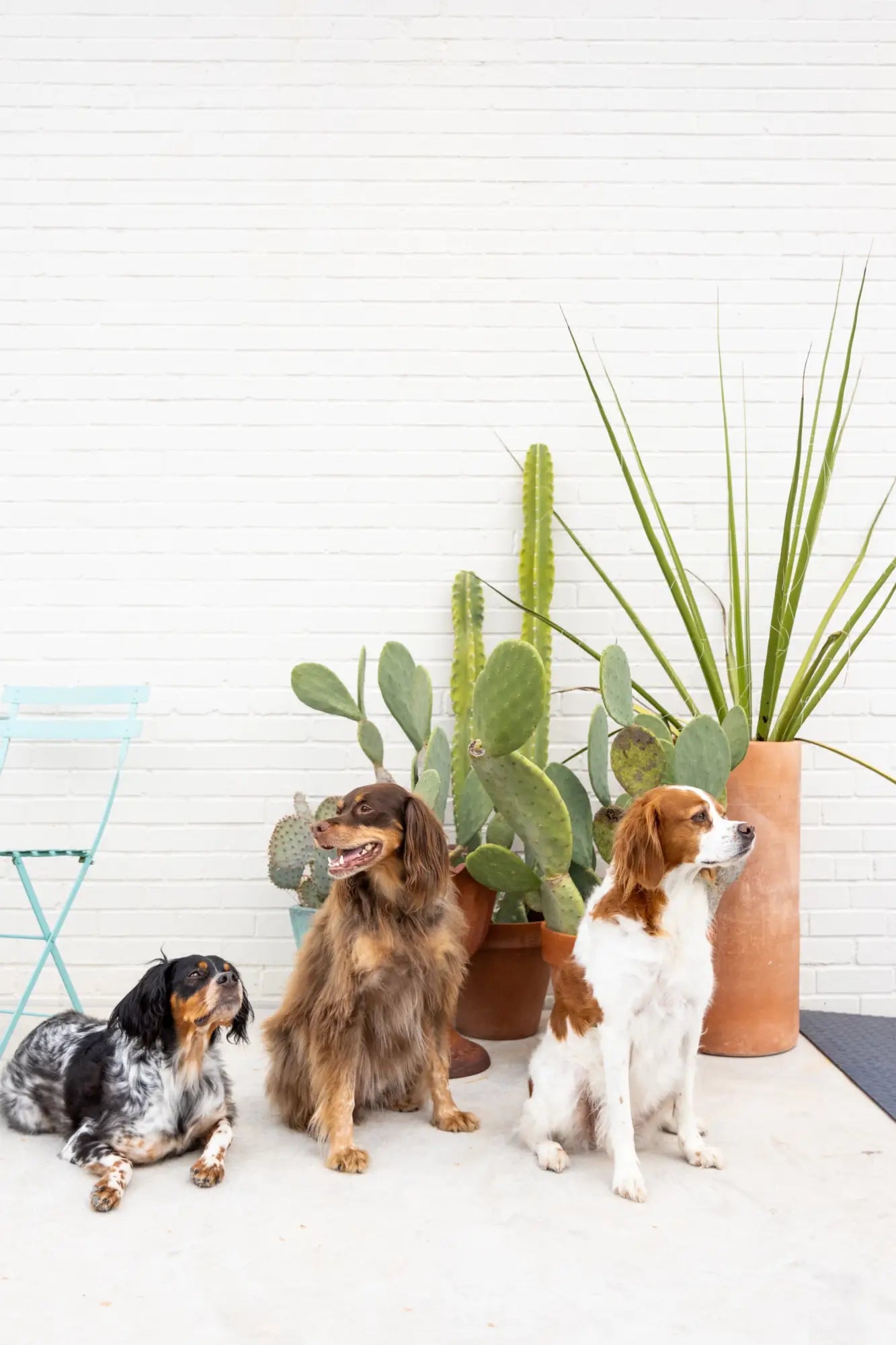 Three dogs sit on a concrete floor in front of potted cacti and a tall plant, next to a light blue metal chair, against a white brick wall.
