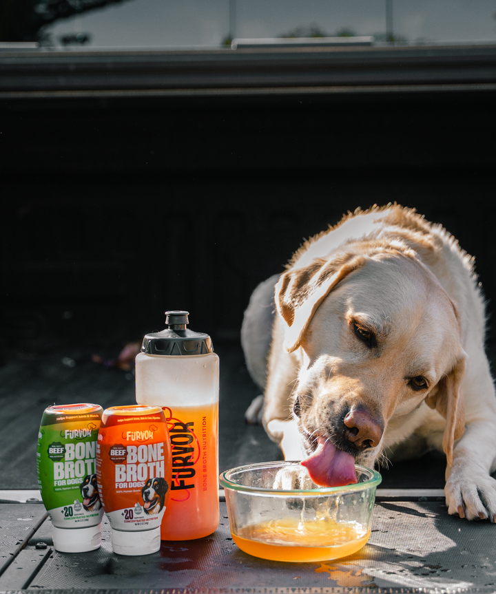 A yellow labrador drinks orange liquid from a glass bowl beside two Furvor bone broth cans and a Furvor Squeeze Bottle For Dogs, all on the bed of a truck.