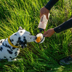 A person pours water from a bottle into the Furvor Collapsible Water Bowl For Dogs for a Dalmatian sitting on green grass.