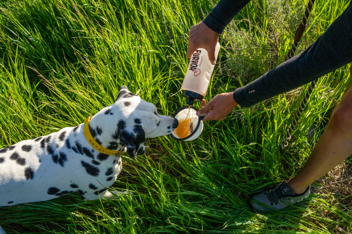 A person pours water from a bottle into the Furvor Collapsible Water Bowl For Dogs for a Dalmatian sitting on green grass.
