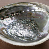 Close-up of the Taos Herb Co Abalone Shell 5-6 inch smudging bowl, showcasing its iridescent interior and a row of small holes along the edge.
