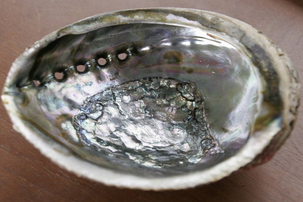 Close-up of the Taos Herb Co Abalone Shell 5-6 inch smudging bowl, showcasing its iridescent interior and a row of small holes along the edge.