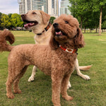 A brown poodle and a yellow labrador stand on grass in a city park, both wearing stylish ATX Dog Collars from Zilker Belts, perfect for fashionable outings among tall buildings and trees.