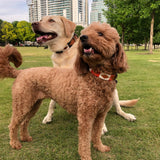 A brown poodle and a yellow labrador stand on grass in a city park, both wearing stylish ATX Dog Collars from Zilker Belts, perfect for fashionable outings among tall buildings and trees.