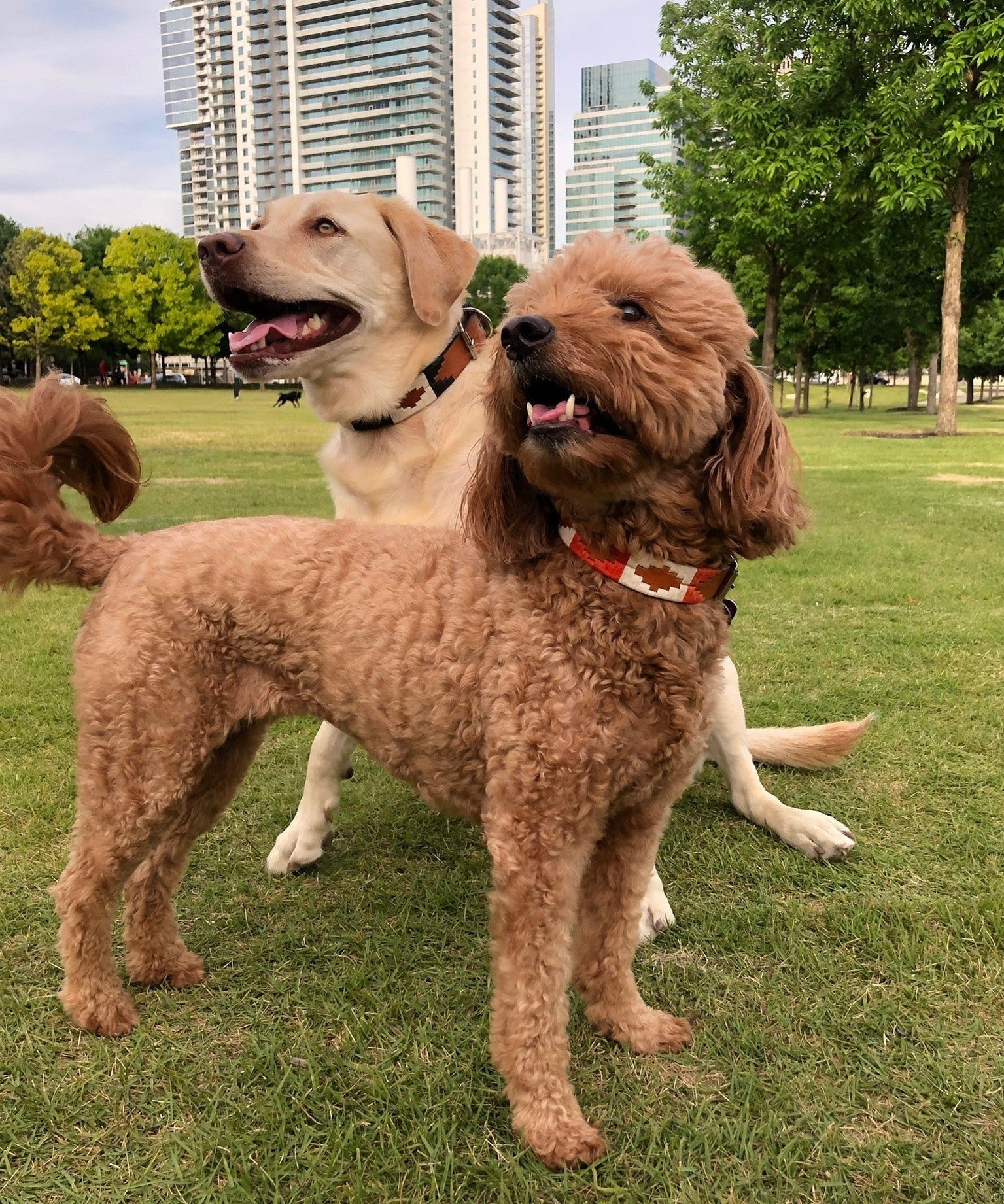 A brown poodle and a yellow labrador stand on grass in a city park, both wearing stylish ATX Dog Collars from Zilker Belts, perfect for fashionable outings among tall buildings and trees.
