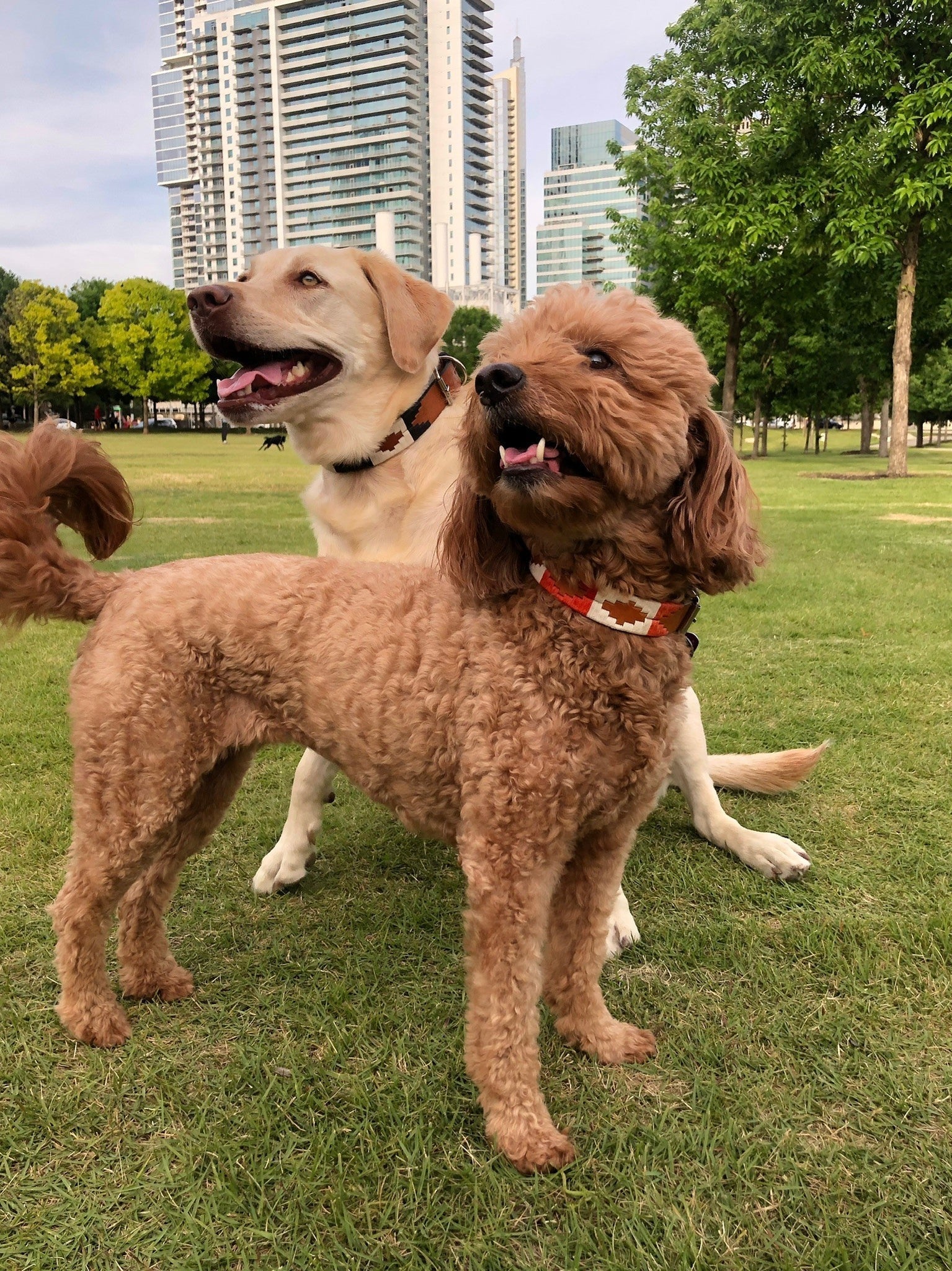 A brown poodle and a yellow labrador stand on grass in a city park, both wearing stylish ATX Dog Collars from Zilker Belts, perfect for fashionable outings among tall buildings and trees.