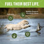 A golden retriever leaps after a duck in water, surrounded by icons and text showing hydration, immunity, skin and coat benefits, plus joint and muscle support from Furvor Bone Broth For Dogs - Mobility Support glucosamine supplement.