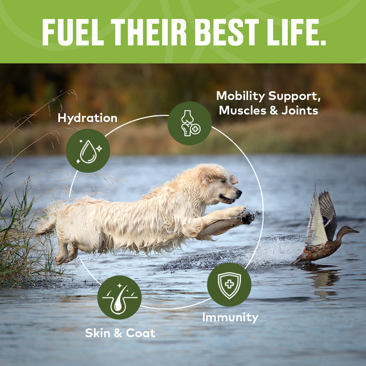 Bone Broth For Dogs - Mobility Support | Furvor