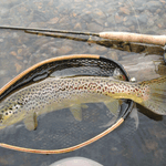 A brown trout in a net, partially submerged beside rocks, lies next to a fly rod and reel after being caught with the Guide Curated Fly Set by Mollyjogger.