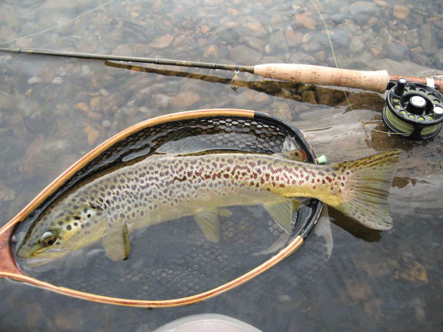 A brown trout rests in a fishing net by the water, with a fishing rod and reel nearby—perfect inspiration for adding the Guide Curated Fly Set by Mollyjogger to your hand-tied fly collection.