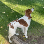 A brown and white dog with a collar stands on grass beside a log, just like the loyal pups featured on the Ballad of the Bird Dog Shop Shirt | Side By Side.