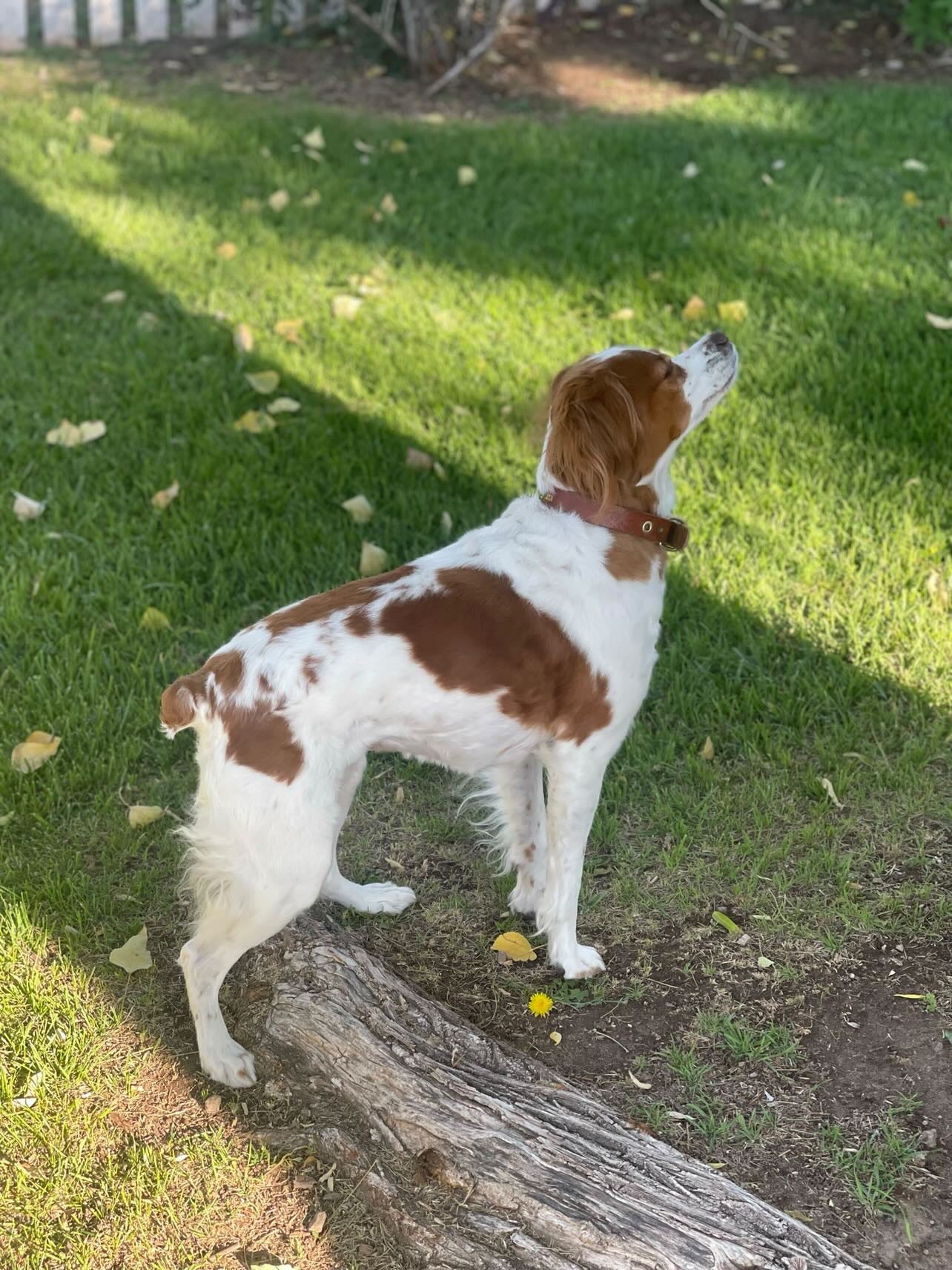 A brown and white dog stands alert on grass, gazing upward in the sun—just like the loyalty celebrated by the Ballad of the Bird Dog Shop Shirt | Side By Side. Ideal for bird dog lovers and outdoor enthusiasts.