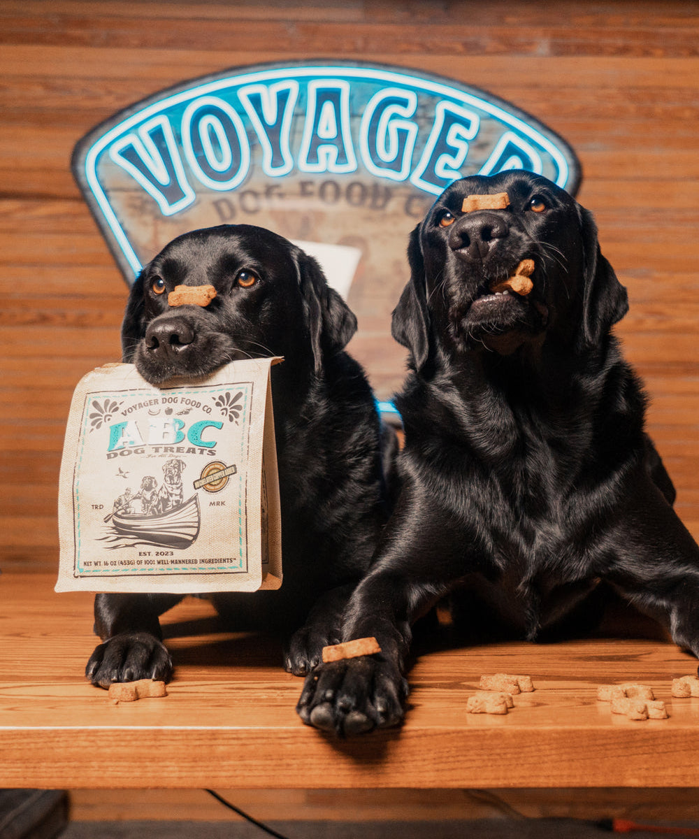 Two black Labradors sit on a wooden table; one holds a bag of ABC Dog Treats | Voyager by Voyager Dog Food Co. in its mouth, while both have dog treats on their paws and noses. A neon "Voyager" sign glows in the background.