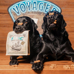 Two black Labradors sit on a wooden table; one holds a bag of ABC Dog Treats | Voyager by Voyager Dog Food Co. in its mouth, while both have dog treats on their paws and noses. A neon "Voyager" sign glows in the background.