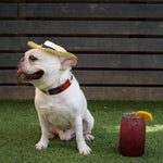 A white bulldog in a straw hat and a Willie Dog Collar by Zilker Belts sits on artificial grass beside a mason jar of red iced drink garnished with an orange slice.