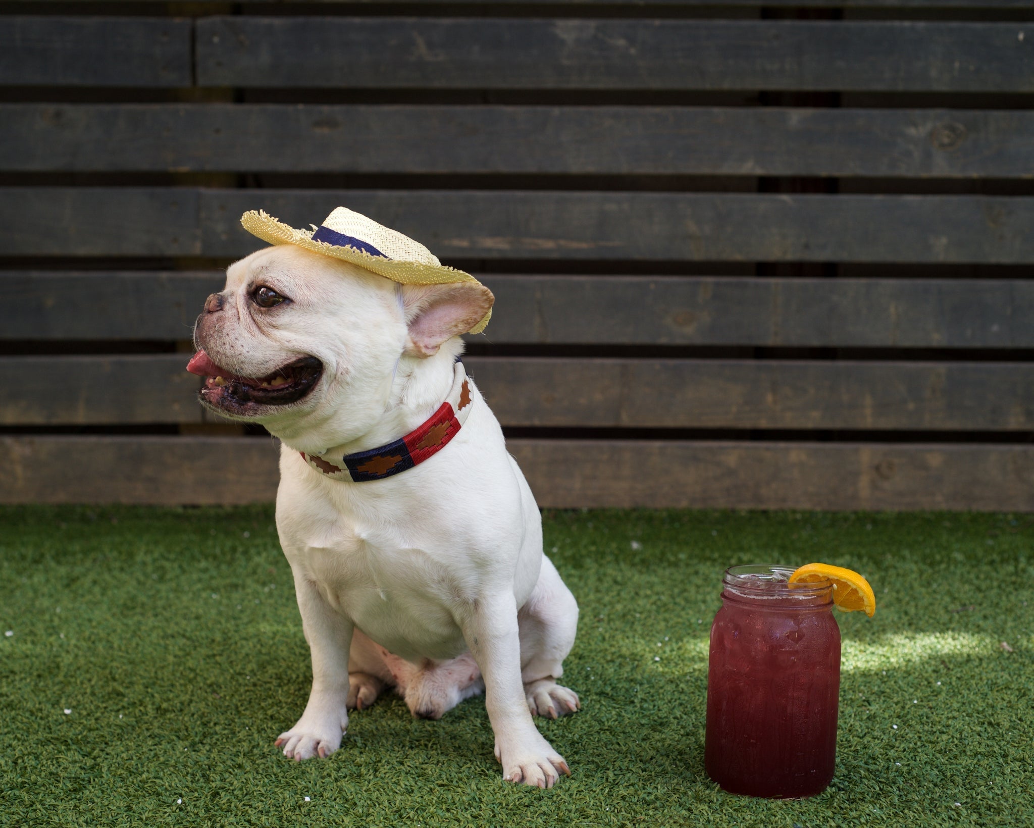 A white bulldog in a straw hat and a Willie Dog Collar by Zilker Belts sits on artificial grass beside a mason jar of red iced drink garnished with an orange slice.