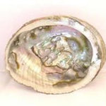 A close-up of the Abalone Shell Smudging Bowl by Taos Herb Co shows its iridescent inner surface with natural grooves and spots, ideal for holding sage or smudge sticks.