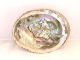 A close-up of the Abalone Shell Smudging Bowl by Taos Herb Co shows its iridescent inner surface with natural grooves and spots, ideal for holding sage or smudge sticks.