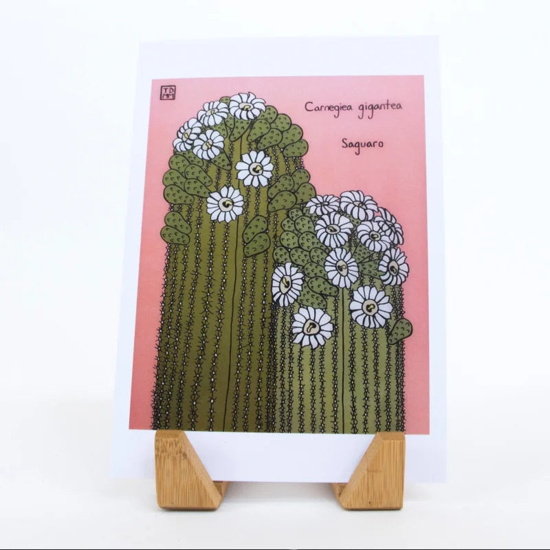 Greeting Card | Double Saguaro | Sonoran Witch Boy - Cards