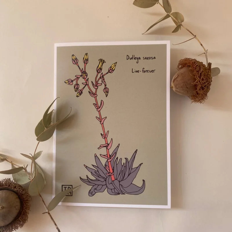 Greeting Card | Dudleya | Sonoran Witch Boy - Cards