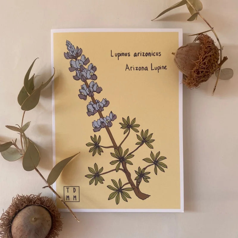 Greeting Card | Lupine | Sonoran Witch Boy - Cards