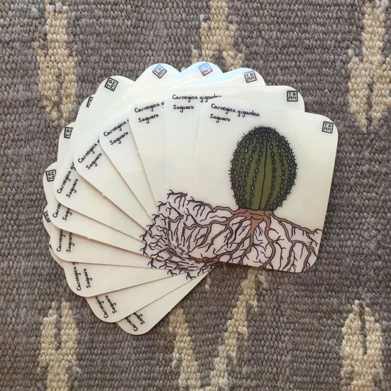 Sticker | Baby Saguaro | Sonoran Witch Boy - Stickers