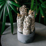 Three Taos Herb Co. White Sage Smudge Sticks stand upright in a round gray container on a table, with green leafy plants in the background.