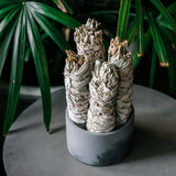 Three Taos Herb Co. White Sage Smudge Sticks stand upright in a round gray container on a table, with green leafy plants in the background.