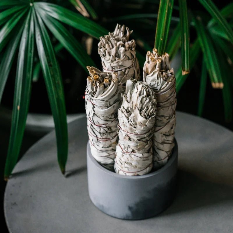 Three Taos Herb Co. White Sage Smudge Sticks stand upright in a round gray container on a table, with green leafy plants in the background.